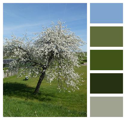 Pear Tree Bloom Blossom Image